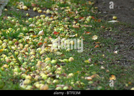 Wild Crab Apples on the Ground Stock Photo