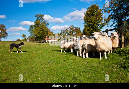 A border collie sheepdog controlling a flock of Romney sheep in a field against the fence
