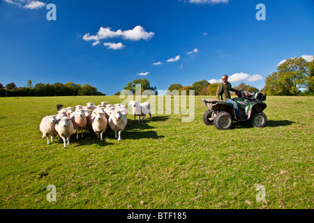 A border collie sheepdog and a modern day shepherd on a quad bike controlling a flock of Romney sheep in a field. Stock Photo