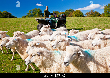 A modern day shepherd on a quad bike controlling a flock of Romney sheep in a field. Stock Photo