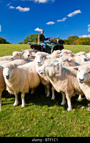 A modern day shepherd on a quad bike controlling a flock of Romney sheep in a field. Stock Photo