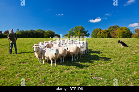 A modern day shepherd working with his border collie sheepdog controlling a flock of Romney sheep in a field.