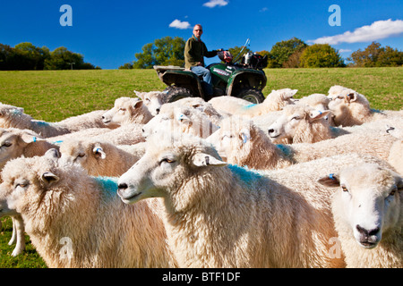 A modern day shepherd on a quad bike controlling a flock of Romney sheep in a field. Stock Photo