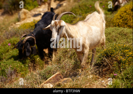 Goat herd on Ios, Cyclades Islands, Greece Stock Photo