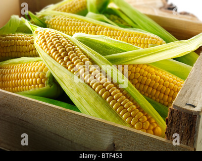 Fresh whole sweetcorn cobs Stock Photo