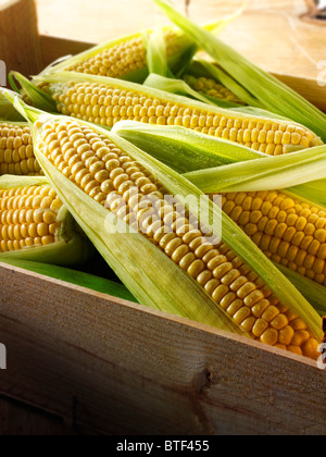 Fresh whole sweetcorn cobs Stock Photo