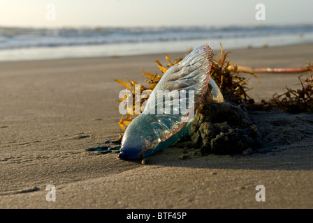 A Man-o-War washed up on the ocean beach in a clump of kelp. Stock Photo