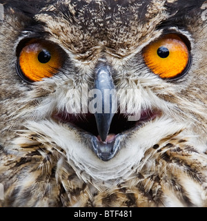 European Eagle Owl,  Close-up Stock Photo