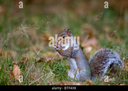 Grey squirrel sitting perfectly still eating a nut Stock Photo