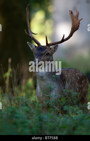 Fallow deer buck standing in undergrowth watching Stock Photo