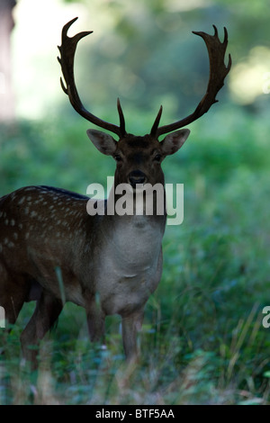 Fallow deer buck standing in undergrowth watching Stock Photo
