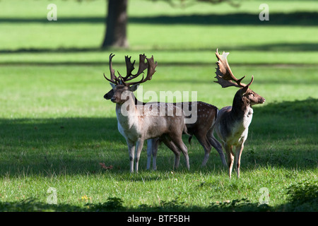 Three Fallow Deer bucks standing alert Stock Photo
