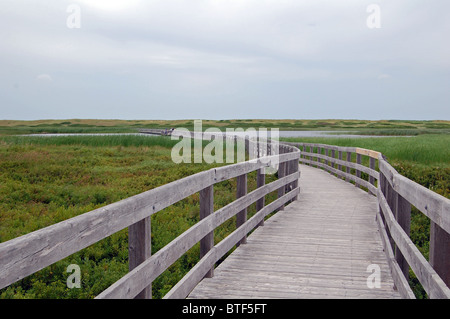 dune trail in greenwich, prince edward island, national park Stock Photo