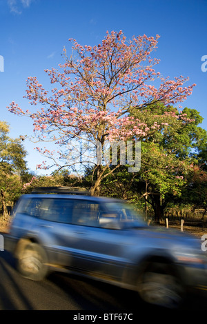 Car passes a Pink Trumpet Tree (Tabebuia rosea), Guanacaste, Costa Rica Stock Photo