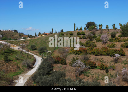 Various fruit trees on terraced land, Near Alhaurin el Grande, Malaga Province, Andalucia, Spain, Western Europe. Stock Photo