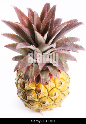 Ripe pineapple with rich rosette. Isolated on a white. Shot made from top. Stock Photo