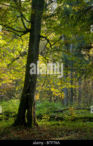 Old hornbeam tree against morning light in autumn Stock Photo