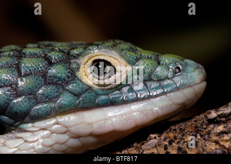This Alligator lizard, Abronia graminea, is an endangered arboreal alligator lizard