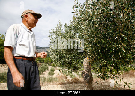 Olive grove, Rhodes, Greece. Stock Photo