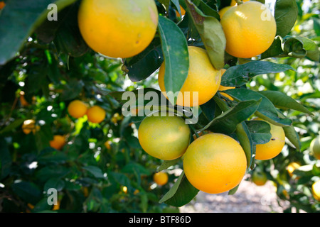 Orange tree, Kos, Greece. Stock Photo