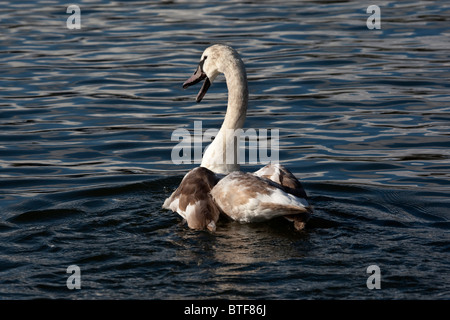 One adult and two immature Mute Swans Stock Photo - Alamy