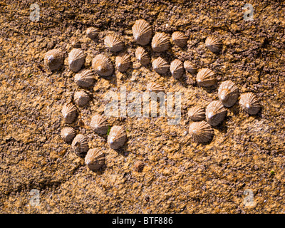 Limpets on rock France - patella vulgata Stock Photo