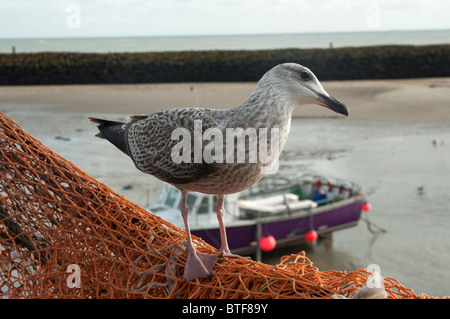 seagull on the harbour at Folkestone town kent england UK Stock Photo