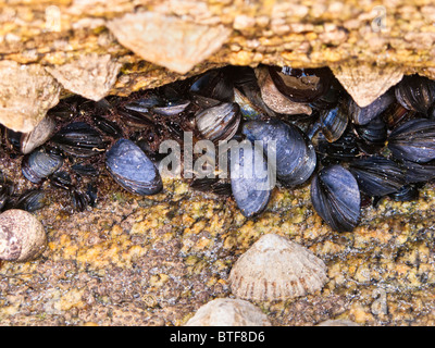 Limpets and Blue Mussels on rocks, France Stock Photo