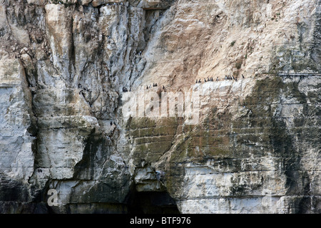 Guillemots, Kittiwakes and Puffins on the cliffs at Bempton, North Yorkshire coast.Summer. RSPB nature reserve Stock Photo