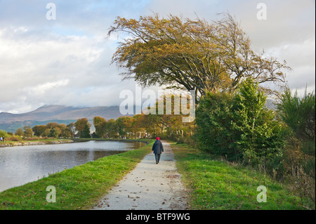 Old towing path and windswept trees between Corpach and Banavie on the Caledonian Canal near Fort William in Western Scotland Stock Photo