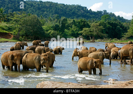 Elephants bathing in the river at the Pinnawela Elephant Orphanage, Sri Lanka. Stock Photo