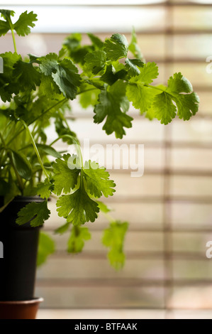 Backlit pot of Coriander, Coriandrum sativum, Stock Photo