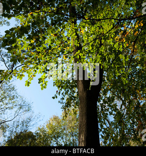 Beech trees, Fagus sylvatica, in The Cotswolds, Gloucestershire, United Kingdom Stock Photo