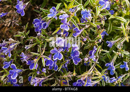 Lobelia Bush Dark Blue ‘Crystal Palace’, flowers in frost Stock Photo