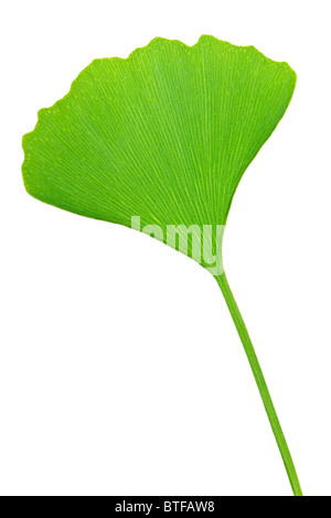 Green ginkgo biloba leaf isolated on white background Stock Photo