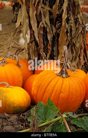 Pumpkins on Display at Pumpkin Patch Stock Photo - Alamy