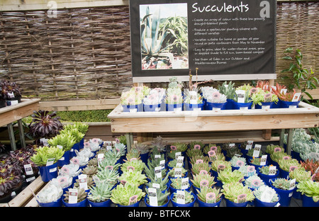 Succulents on display at Eden Project, Cornwall, UK Stock Photo