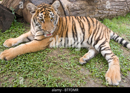 Six-month-old tiger cub. These are Indochinese tigers, called Corbett's tiger, a subspecies found in Southeast Asia Stock Photo