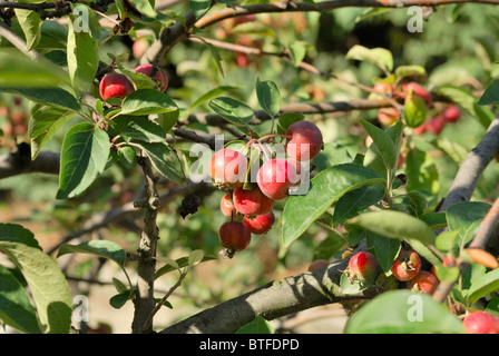 Delicious red French crab apples hanging off a branch of a tree in France. Stock Photo