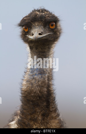 male Emu (Dromaius novaehollandiae) head portrait Stock Photo