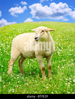 Cute sheep in the green meadow of Lofoten Islands, Norway Stock Photo ...