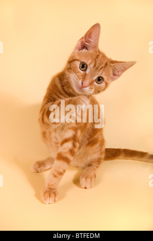 Studio shot of Ginger Tom Kitten Tabby cat pawing and looking towards camera Stock Photo