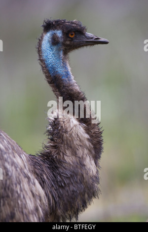 male Emu (Dromaius novaehollandiae) head portrait Stock Photo