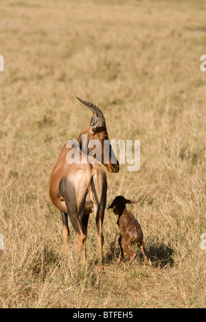 Topi (Damaliscus lunatus) Stock Photo