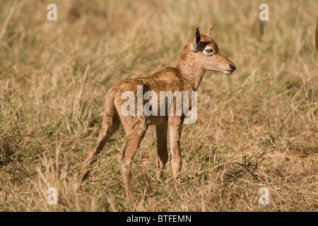 Topi (Damaliscus lunatus) Masai Mara National Nature Reserve, Kenya, East Africa Stock Photo