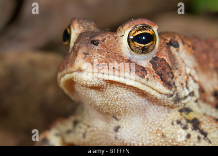 American toad (Bufo americanus) portrait. Stock Photo