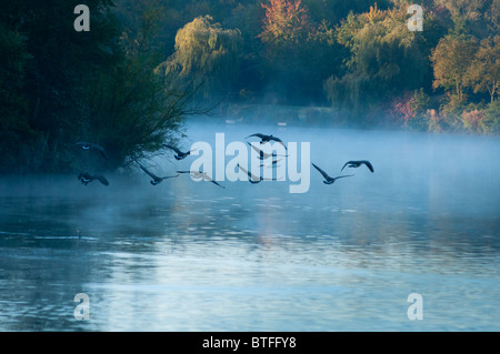 Canada geese fly over a misty scenic lake. Worcestershire, UK Stock Photo