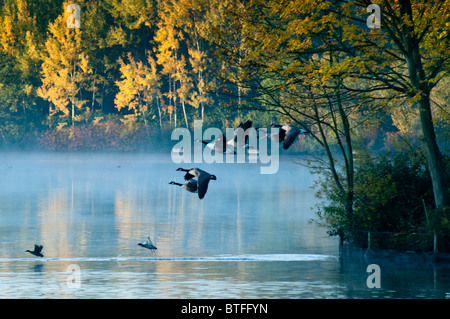 Canada geese fly over a misty scenic lake. UK Stock Photo
