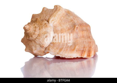 Scallop shell isolated on white with reflection Stock Photo