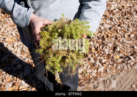 Person holding Sphagnum Moss Northern Michigan USA Stock Photo